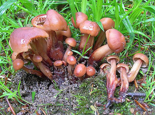 La  Flora  micologica  Alsaziana